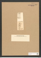 Cocconeis placentula var. lineata (Ehr.) V.H. (de-Toni-Nr.: Genus 40, Species 1844) Zeichnungen Sammlung Grunow Nr. 3649 (NHMW-BOT-W0371261)